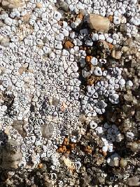 Acarospora strigata image