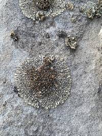 Protoparmeliopsis garovaglii image