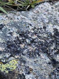Umbilicaria virginis image
