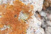 Acarospora stapfiana image