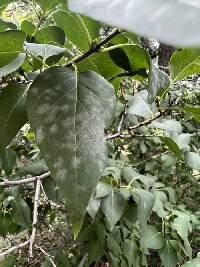 Erysiphe syringae image