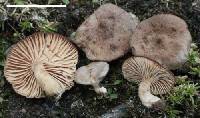 Lactarius nanus image