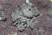 Umbilicaria torrefacta image
