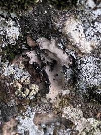 Umbilicaria americana image