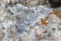 Acarospora strigata image