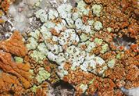 Acarospora stapfiana image