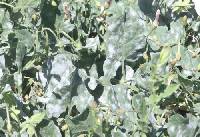 Erysiphe convolvuli image