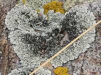 Protoparmeliopsis garovaglii image