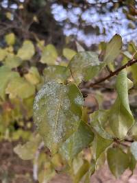 Erysiphe syringae image