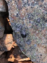 Umbilicaria cylindrica var. cylindrica image