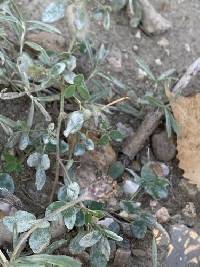 Erysiphe trifoliorum image