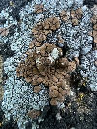 Endocarpon pallidulum image