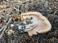 Hygrophorus fragrans image