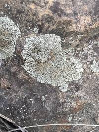 Protoparmeliopsis garovaglii image