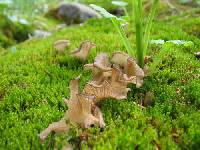 Arrhenia lobata image