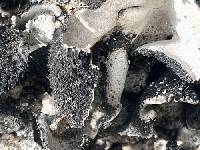 Umbilicaria americana image