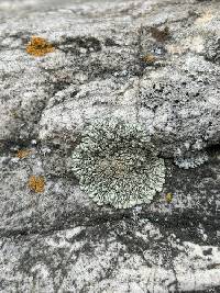 Protoparmeliopsis garovaglii image