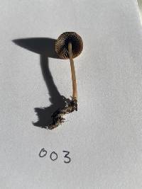 Psathyrella longicauda image