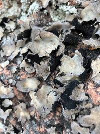 Umbilicaria americana image