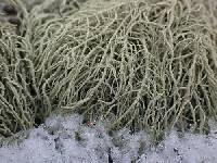 Usnea perplexans image