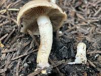 Pholiota molesta image