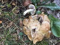 Candolleomyces candolleanus image
