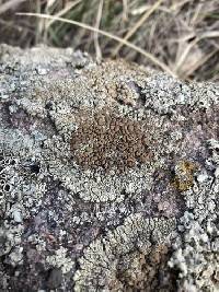 Protoparmeliopsis garovaglii image