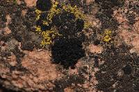 Lichinella nigritella image