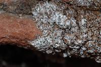 Psora tuckermanii image