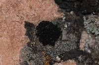 Lichinella nigritella image