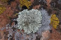 Protoparmeliopsis garovaglii image