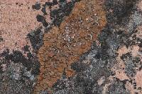 Psora tuckermanii image