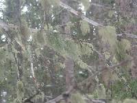 Usnea perplexans image