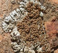 Protoparmeliopsis garovaglii image