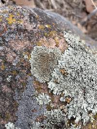 Protoparmeliopsis garovaglii image