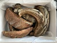 Leccinum fibrillosum image