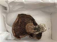 Hydnellum scabrosum image