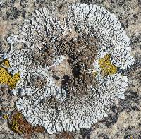 Protoparmeliopsis garovaglii image
