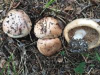 Hebeloma albomarginatum image