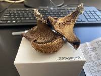 Hydnellum scabrosum image