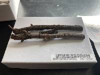 Lachnellula fuscosanguinea image