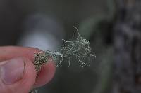 Usnea perplexans image