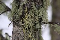 Evernia divaricata image