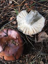 Hypomyces ochraceus image