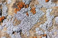 Acarospora strigata image