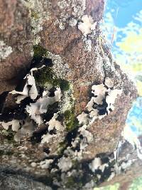 Umbilicaria americana image