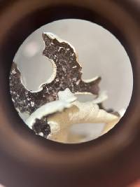 Xanthoparmelia chlorochroa image