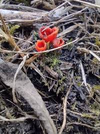 Microstoma protractum image