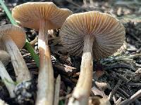 Inocybe proximella image