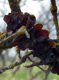 Exidia crenata image
